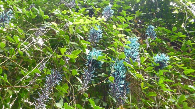 神代植物公園のベゴニア♪。