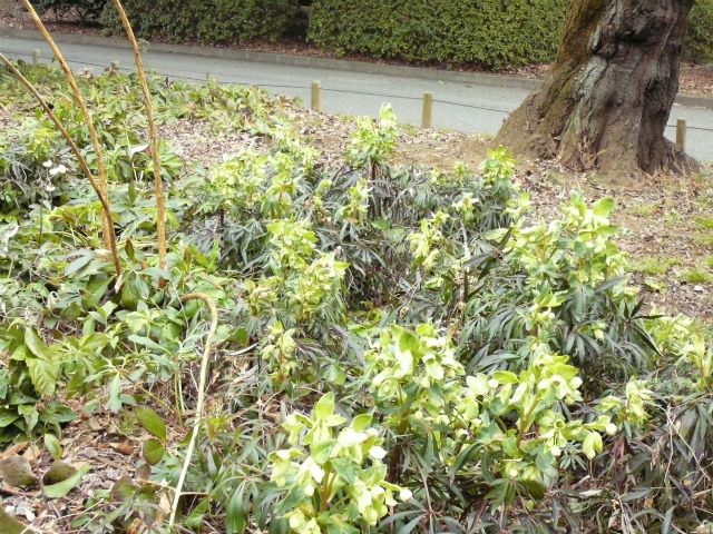 神代植物公園のベゴニア♪。