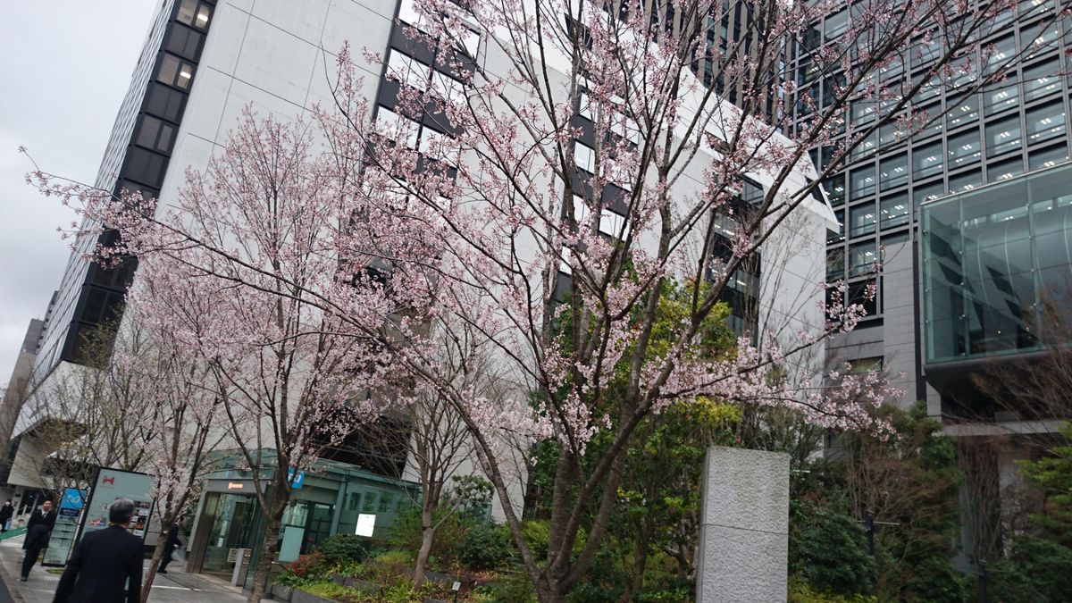 桜の季節がやってきました