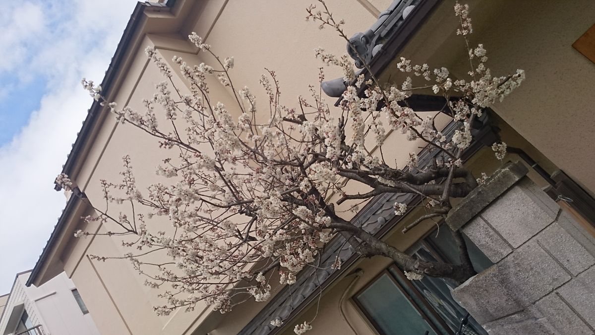 桜の季節がやってきました