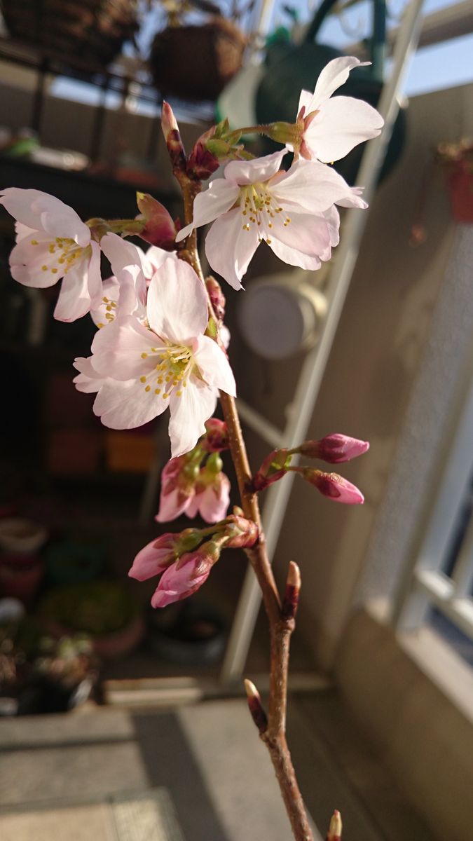 桜の季節がやってきました