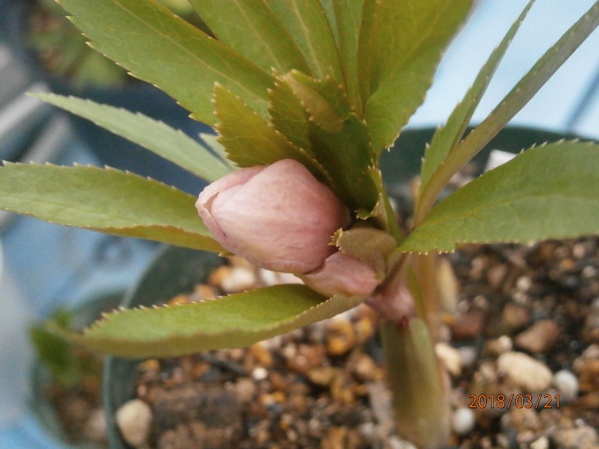 白っぽいチベタの蕾が…