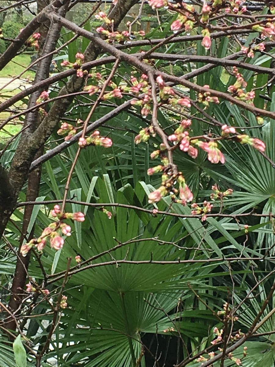 お彼岸だから