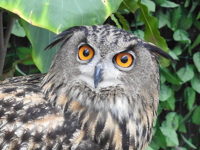 掛川花鳥園