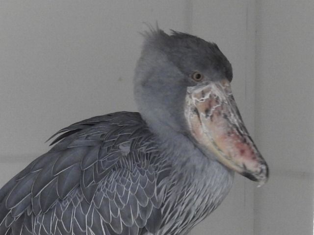 掛川花鳥園