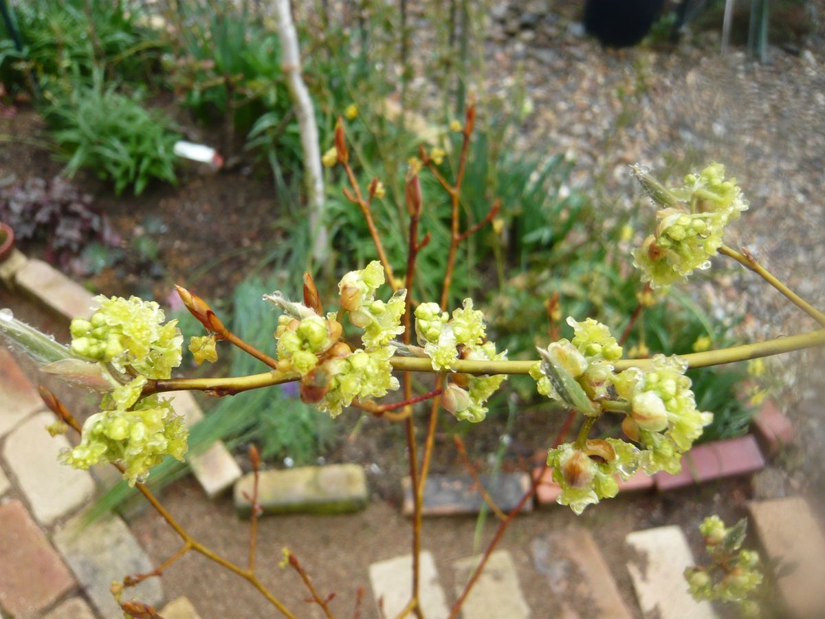 クロモジ・・・雄株、雌株の花