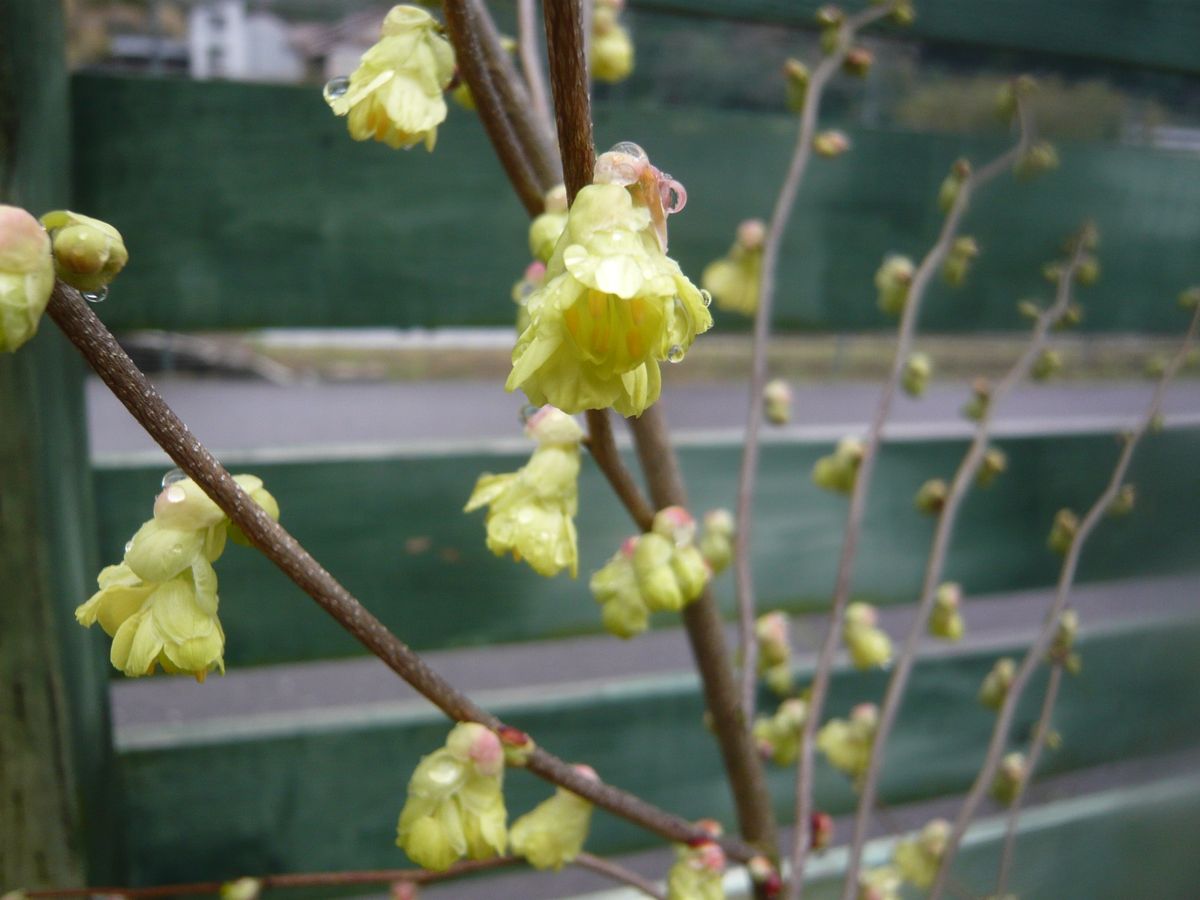 クロモジ・・・雄株、雌株の花