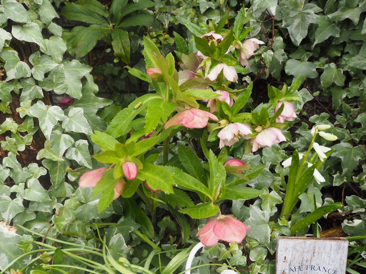 門扉前の花壇が見頃です