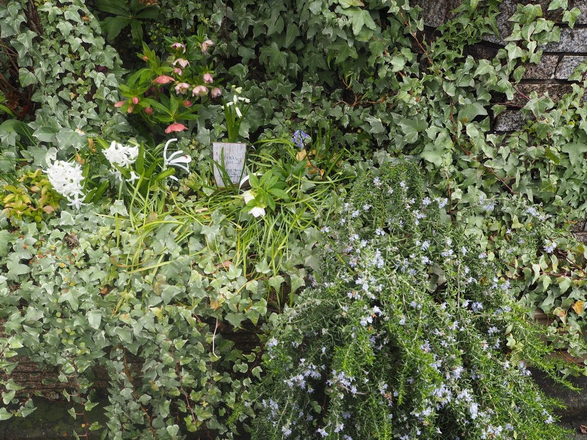 門扉前の花壇が見頃です