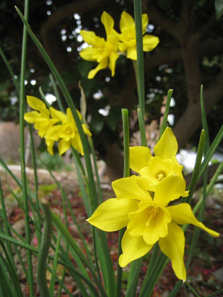 お隣の花友ちゃん卒業