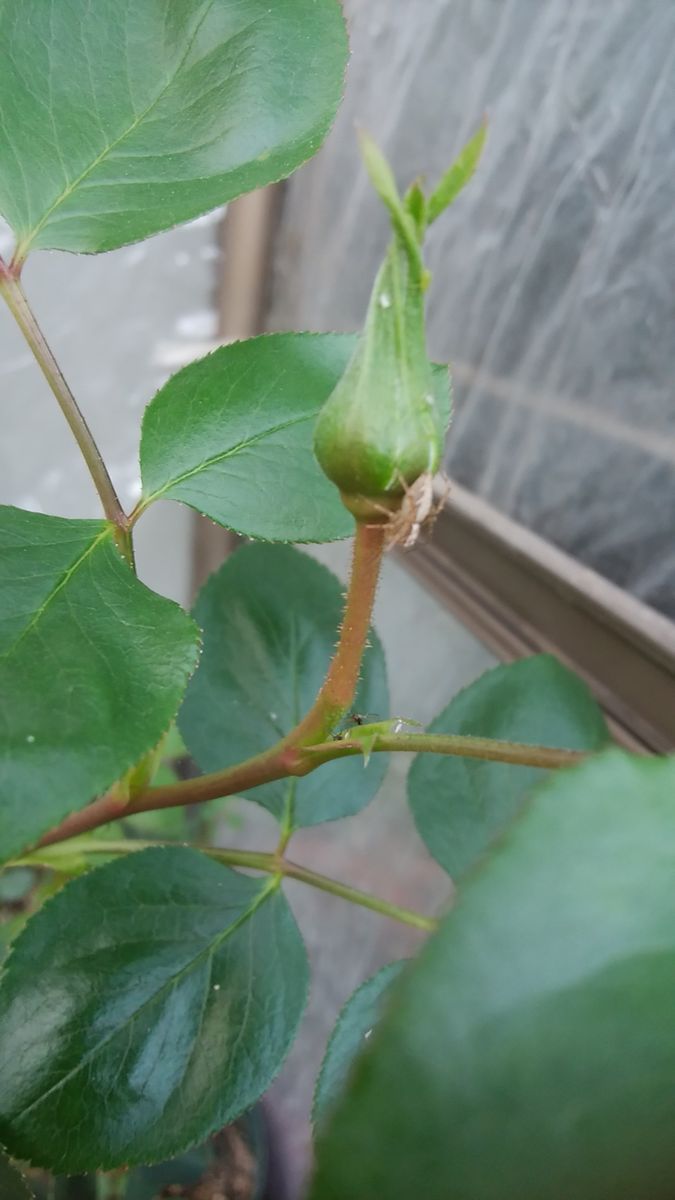 バラの蕾と、園芸作業💕