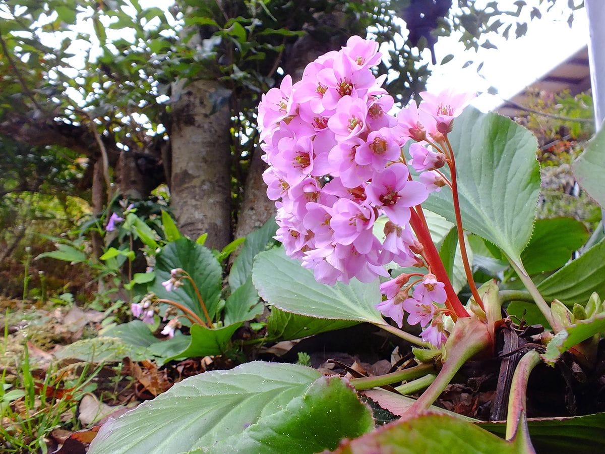 桃色の花