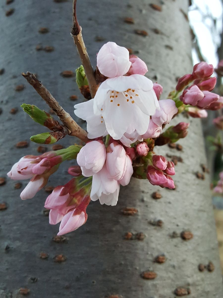 ふくおかルーバルガーデン2～春🌸桜の花束💐