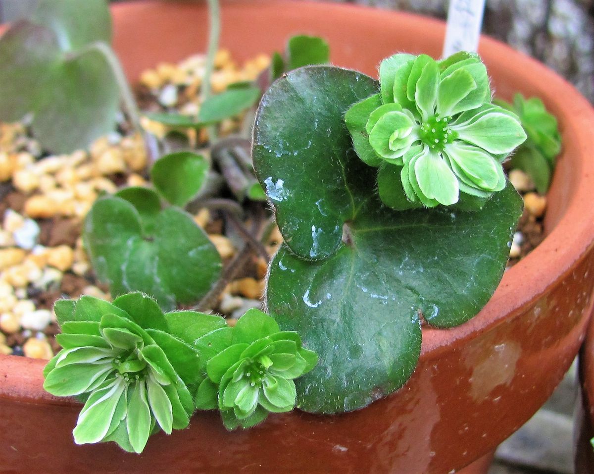 緑の雪割草