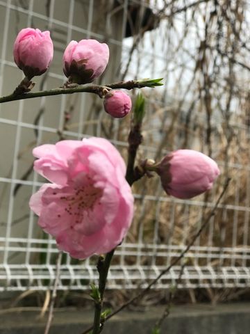 花桃が咲きました