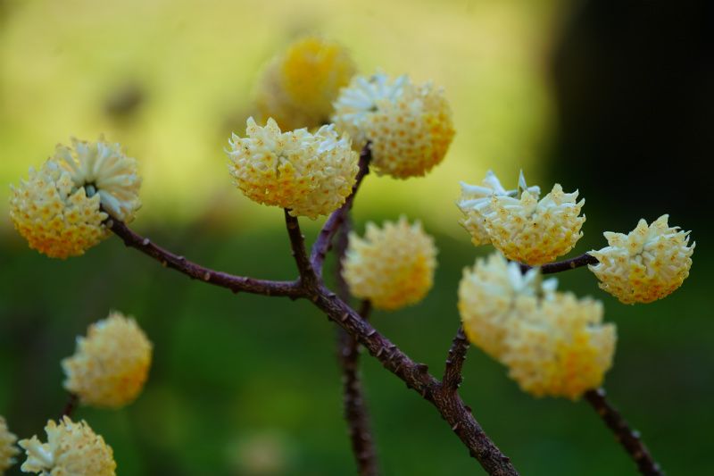 散歩道・ミツマタの花