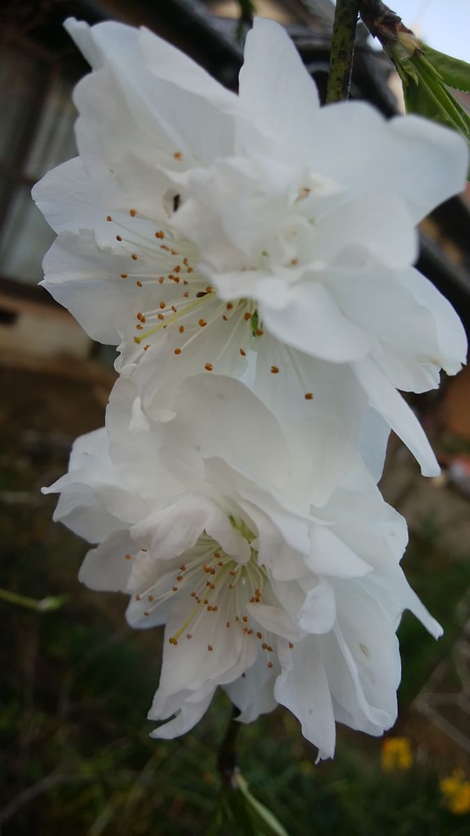 春の陽気に誘われて🌺