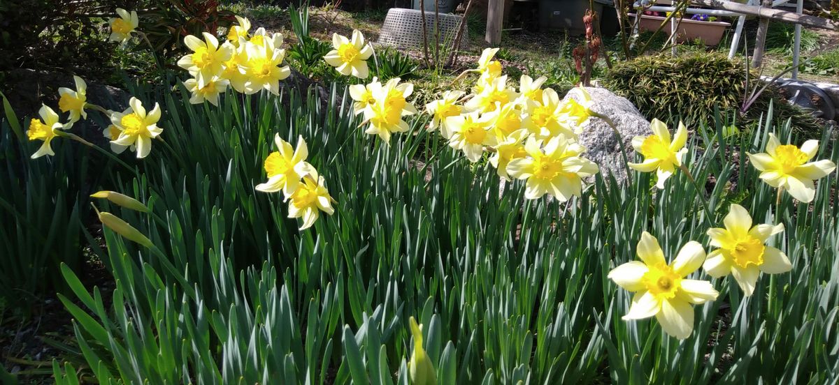 満開の花達　その三