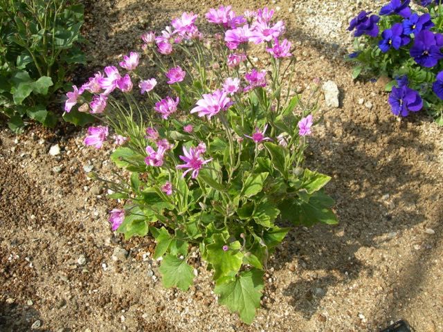 木立ち性シネラリアをやっと植え付けました