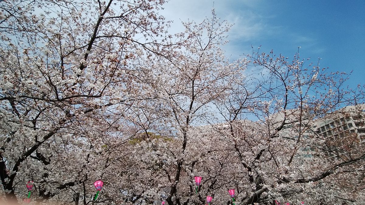 久屋大通庭園フラリエ洋蘭フェアin名古屋。