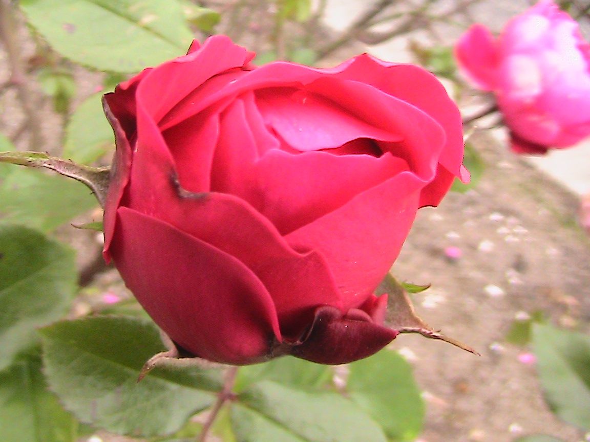 2017年・見に行った晩秋の公園で出会った薔薇たち！！