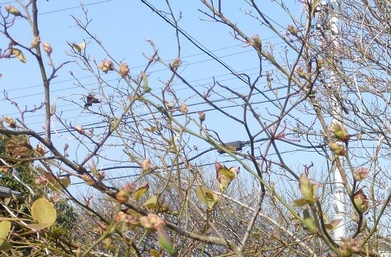 芽が出てきました