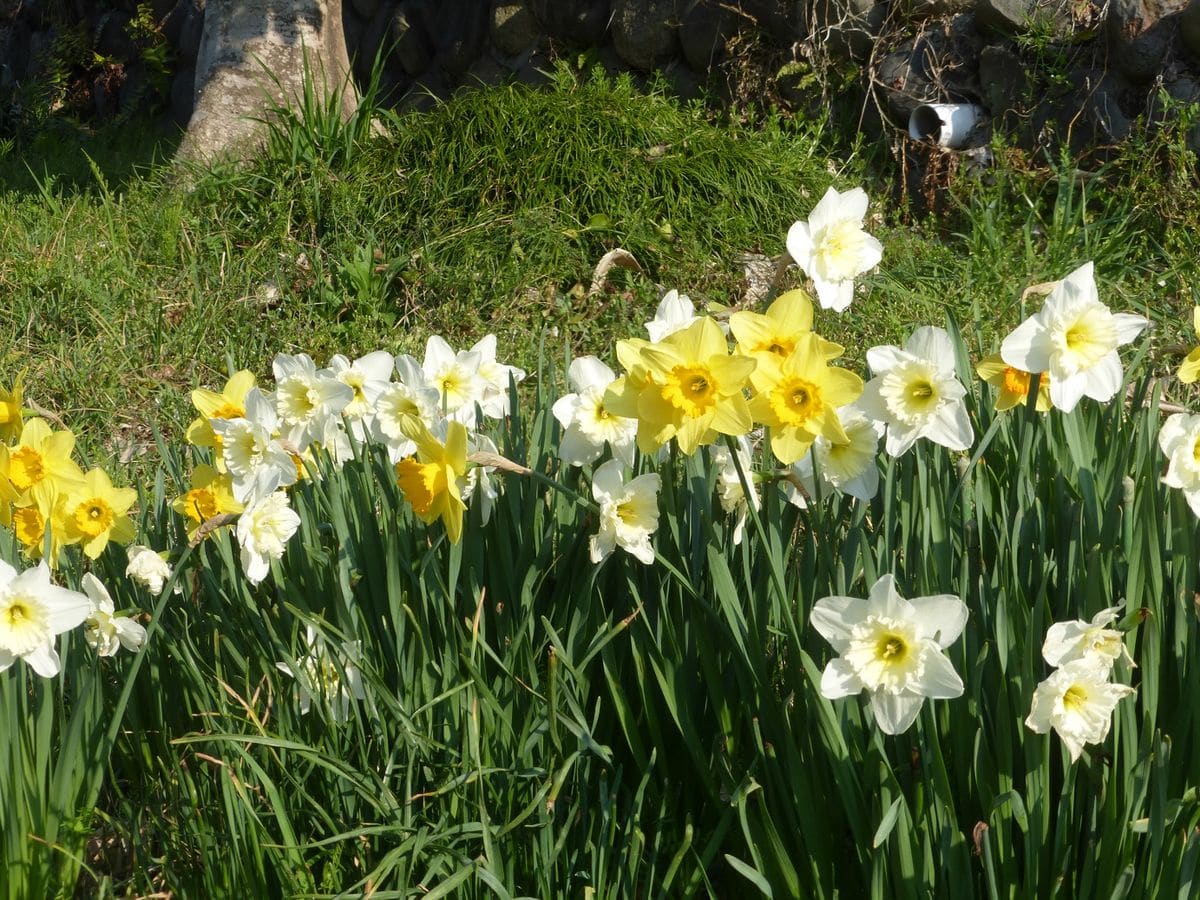 芽が出てきました