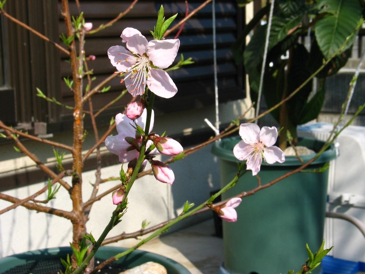 実生桃が開花