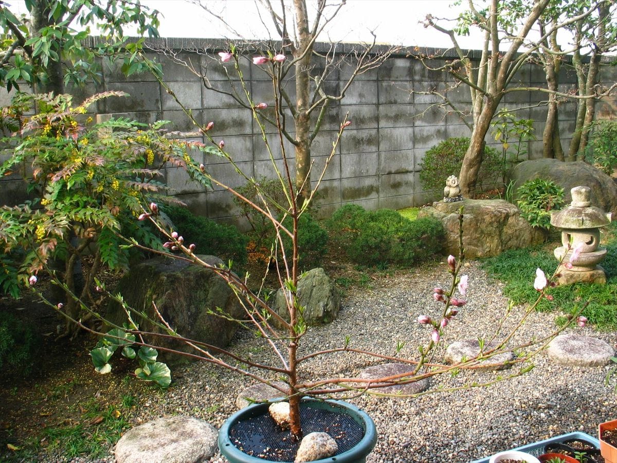 実生桃が開花