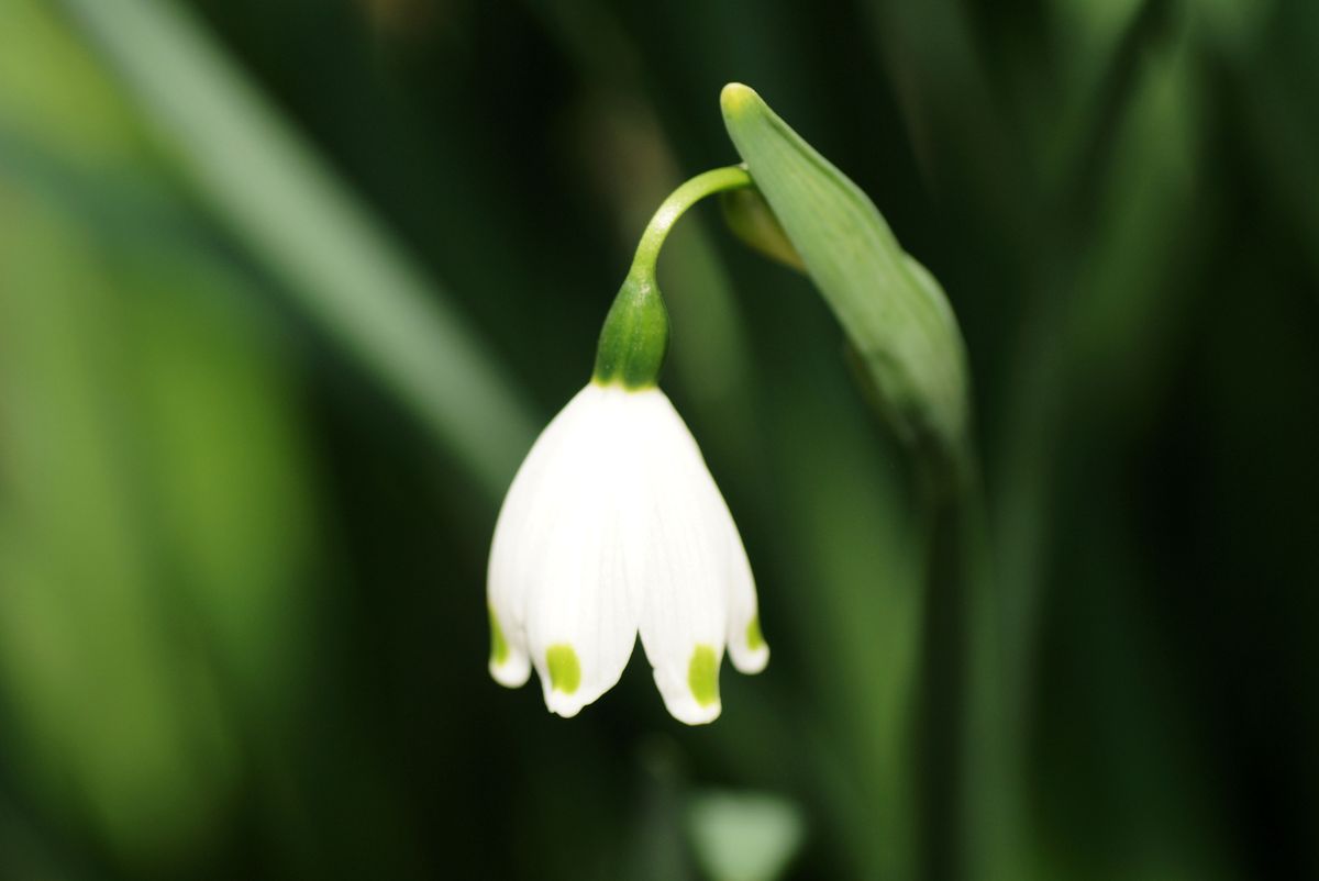 こっとの庭　（草花編）