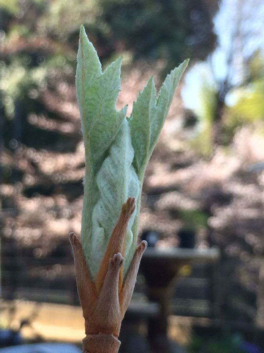 ウグイスの声に新芽も伸びて