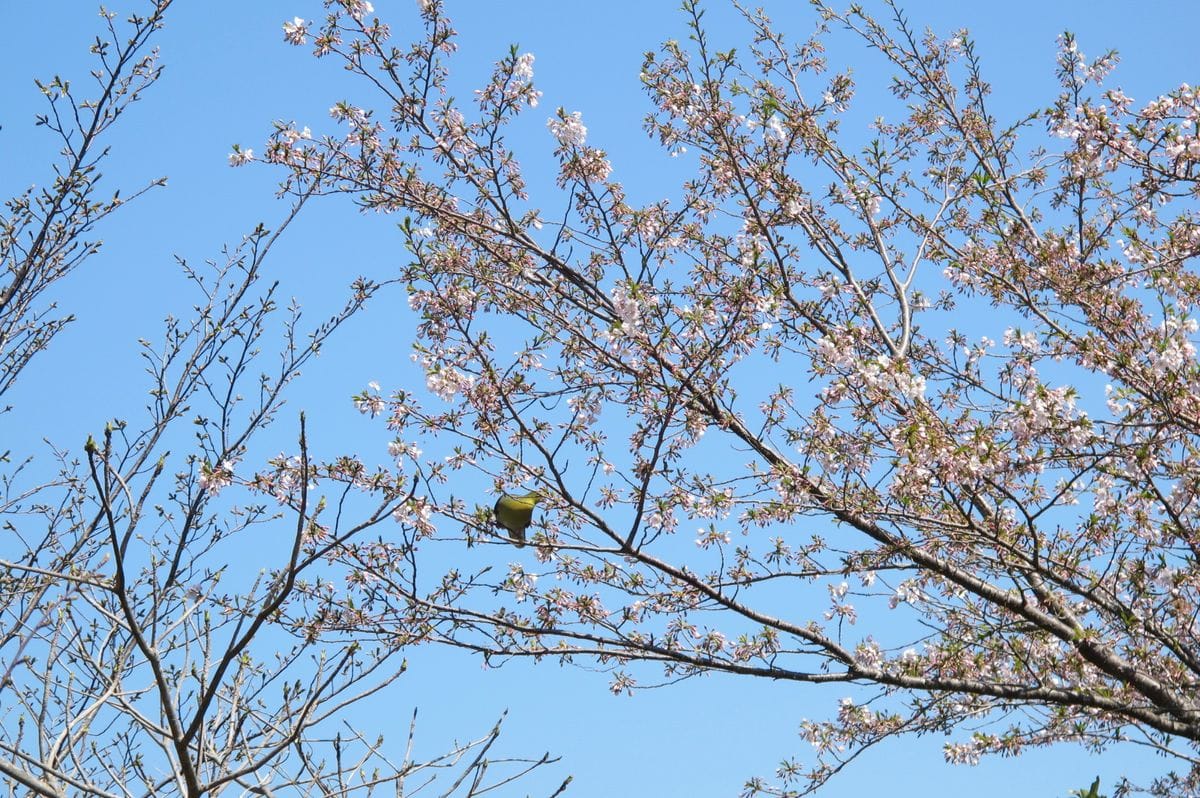 鳩よ来い！