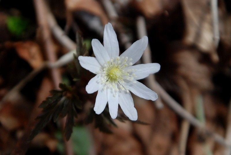 雪割草の自生地を訪ねて③