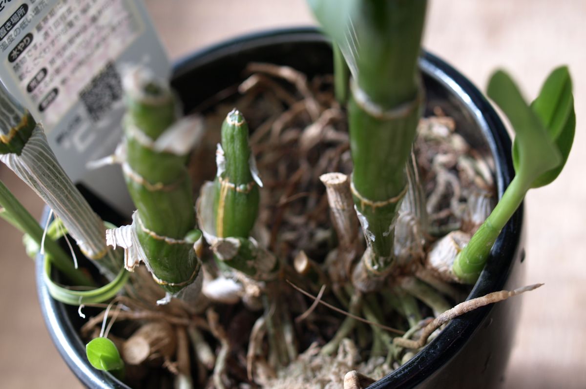 初心者による、デンドロビウムの練習帳１…買ったばかりの鉢の植え替え