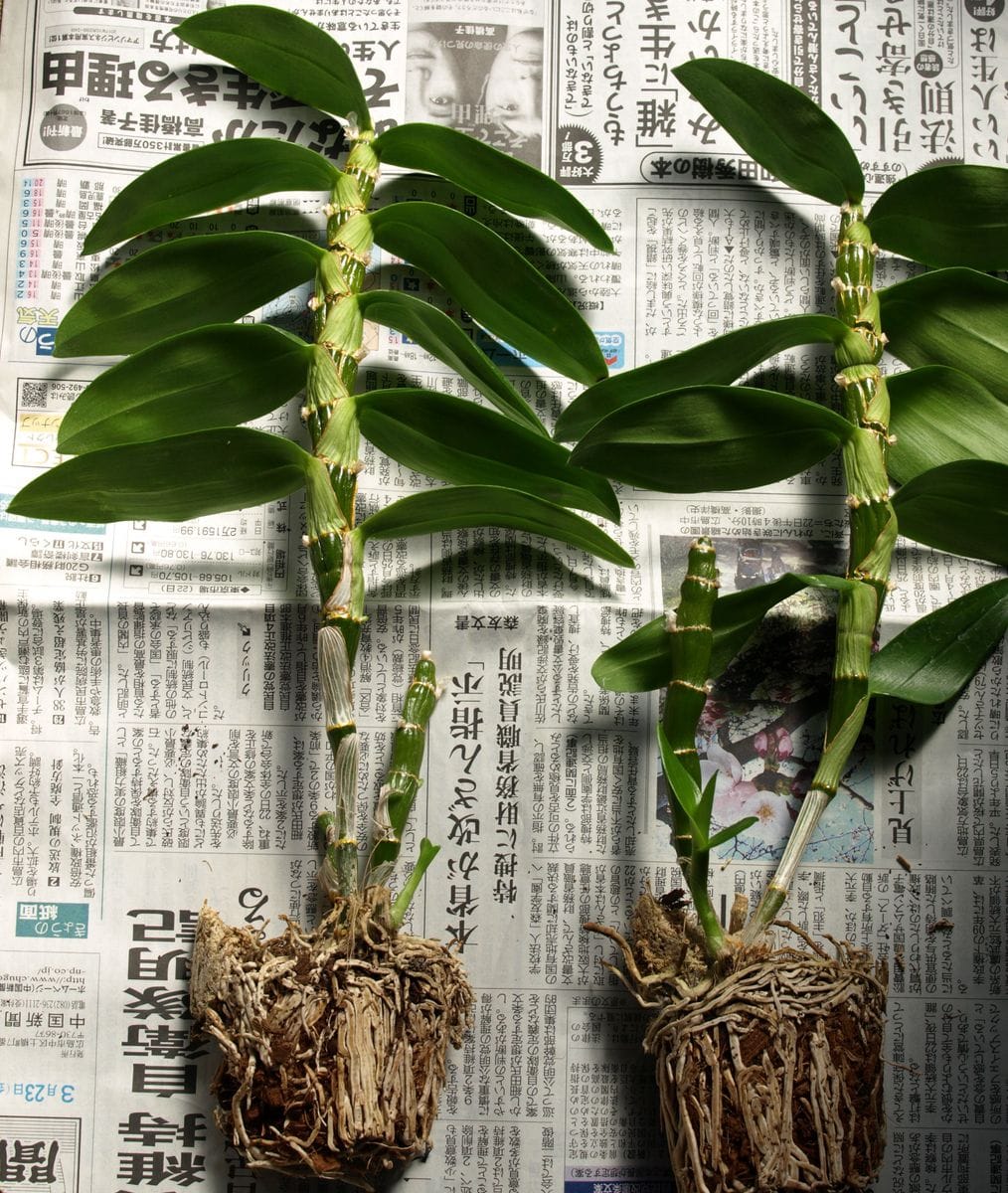 初心者による、デンドロビウムの練習帳１…買ったばかりの鉢の植え替え