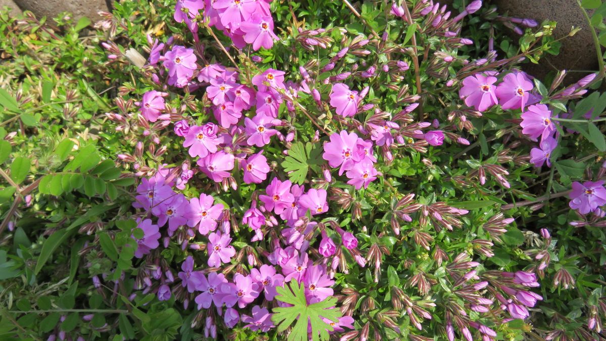 芝桜と豆苗