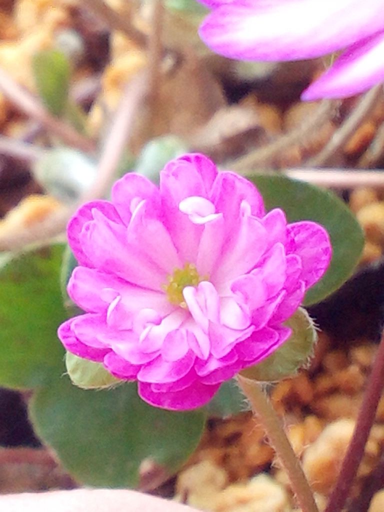 ピンクのお花ちゃん(＊^^＊)