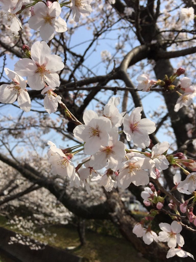  桜散歩✿