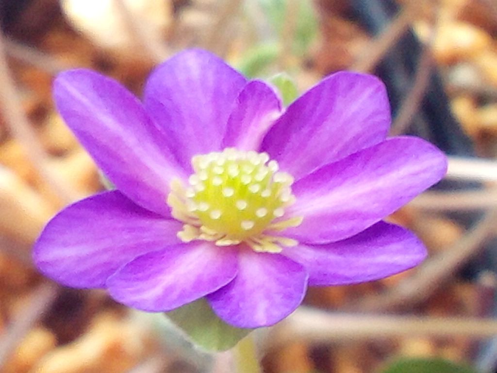 パープルの雪割草ちゃん♪