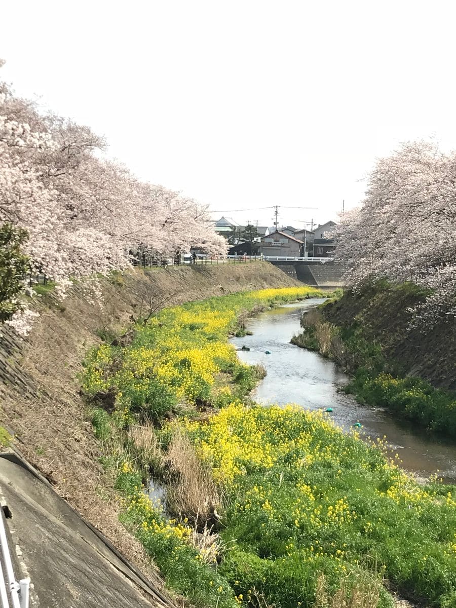 姫と行く❣️宇刈川桜吹雪(*˘ᗜ˘*).｡.:*♡