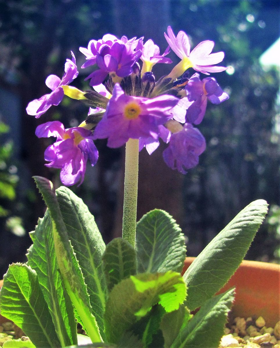 プリムラの花を