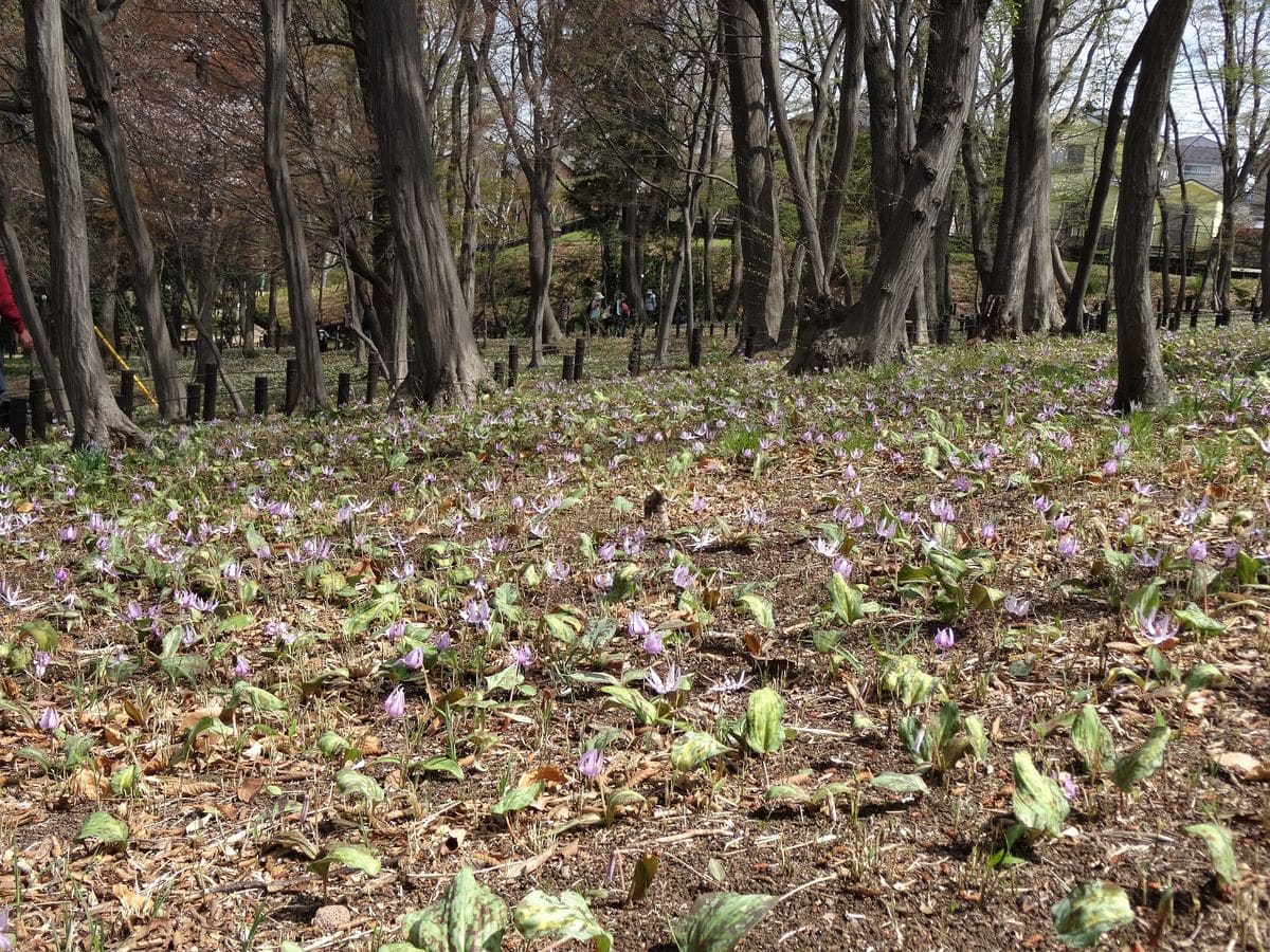 カタクリの群生地