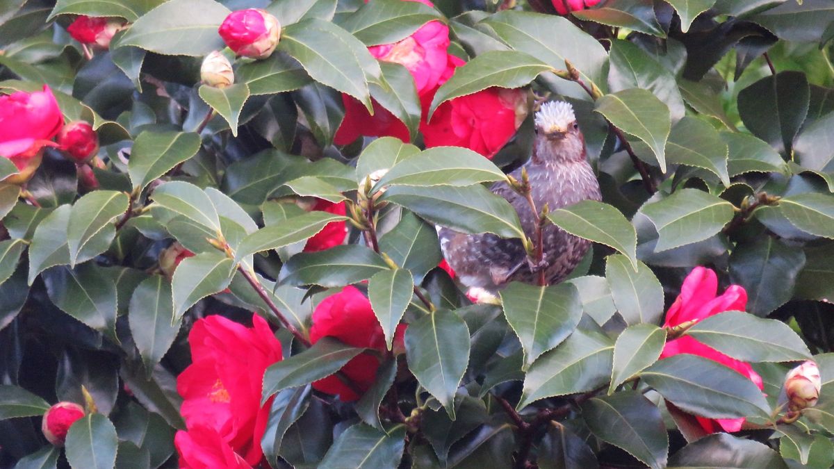 椿の蜜がお気に入り(^.^)/~~~