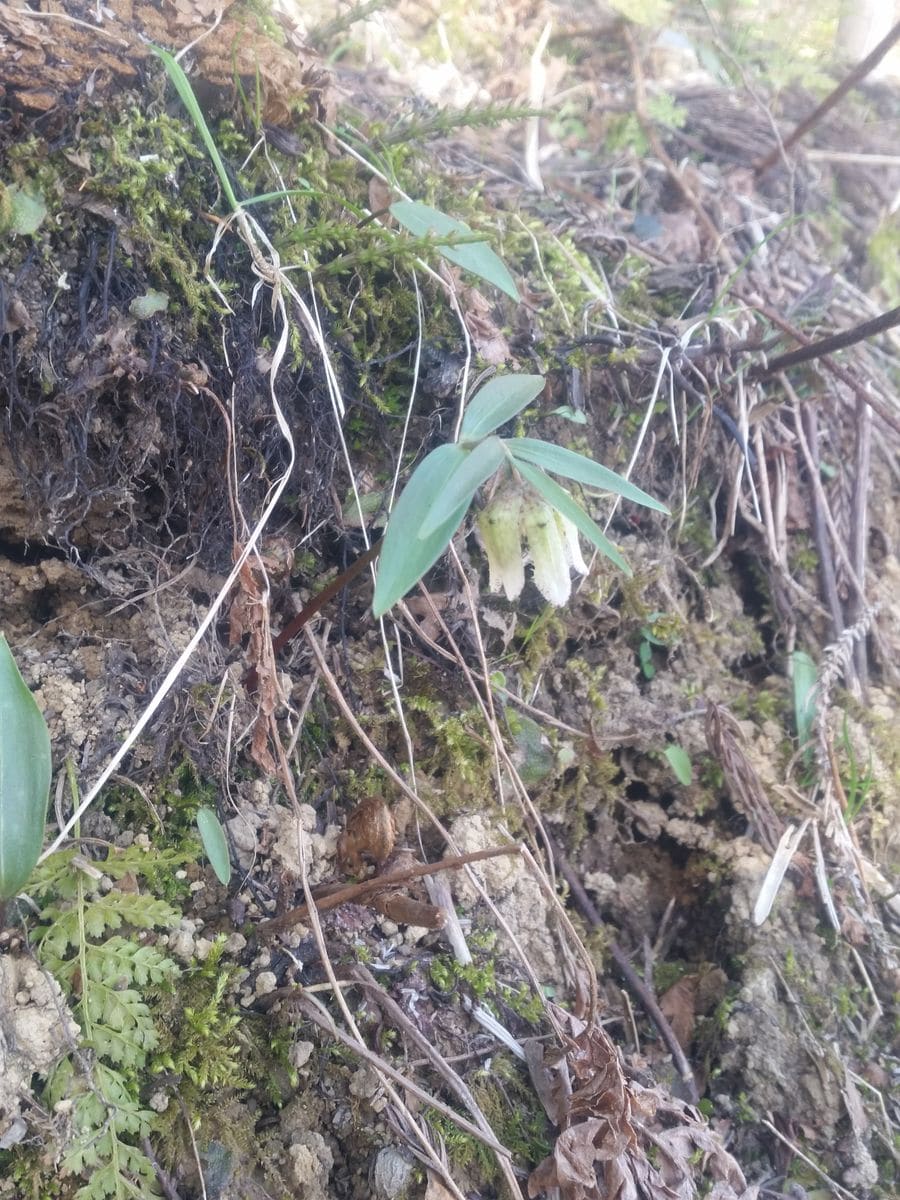 雪国植物園