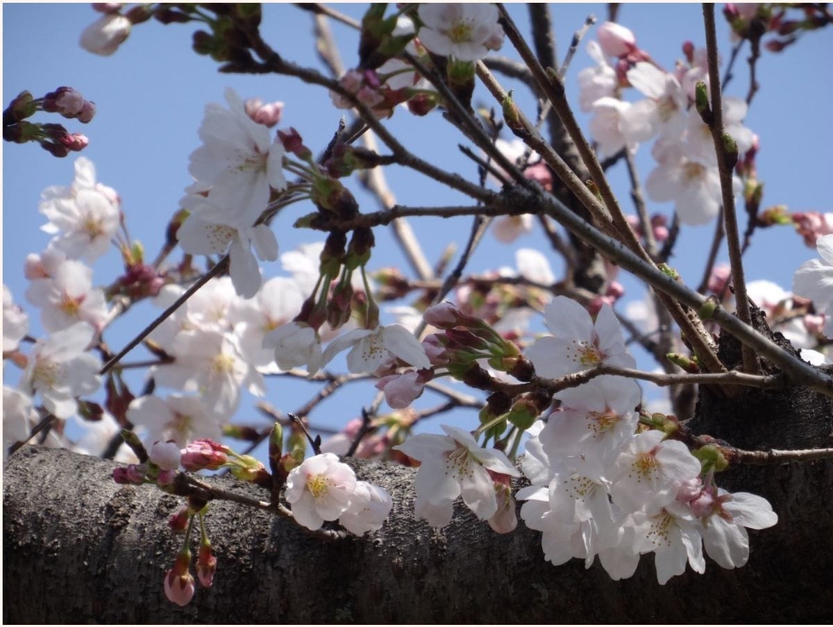 春の本番🌸桜🌸が咲いた🙌🙌🙌