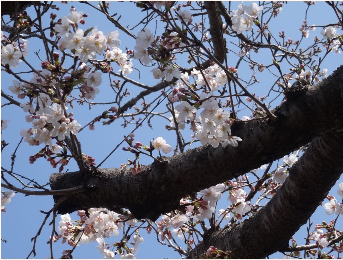 春の本番🌸桜🌸が咲いた🙌🙌🙌