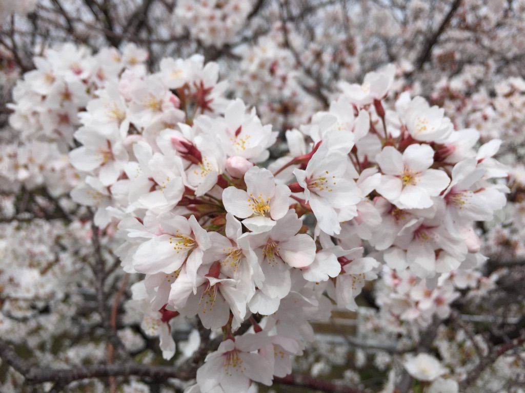 桜散歩✿～二日目～