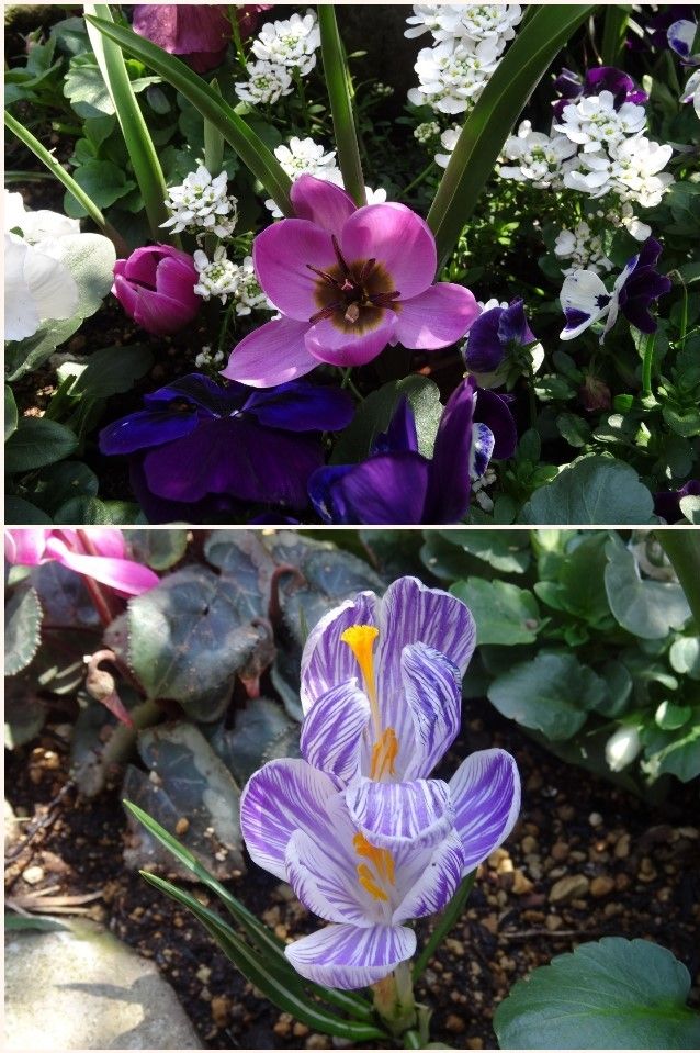 小さな花壇にすべて花開く