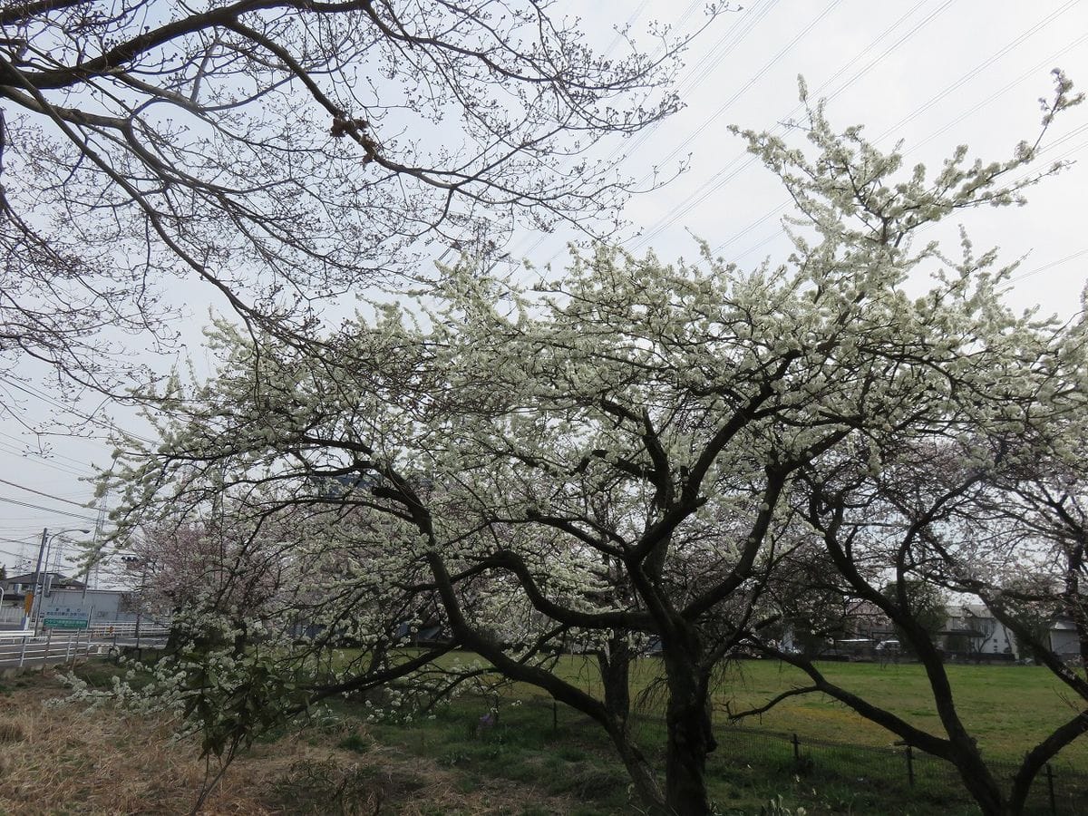 独り占めの桜