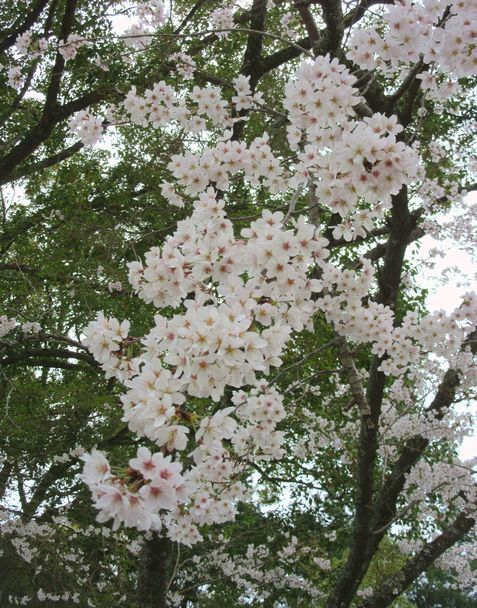 長楽寺の桜とホルトの木
